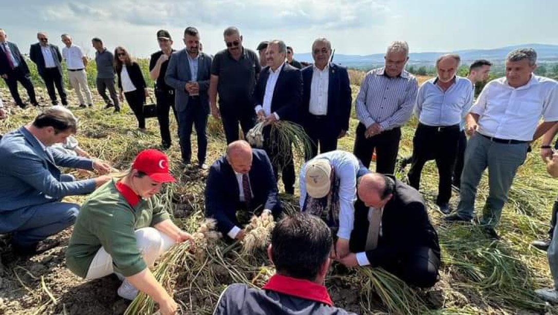 Taşköprü Sarımsağı Hasat Edildi